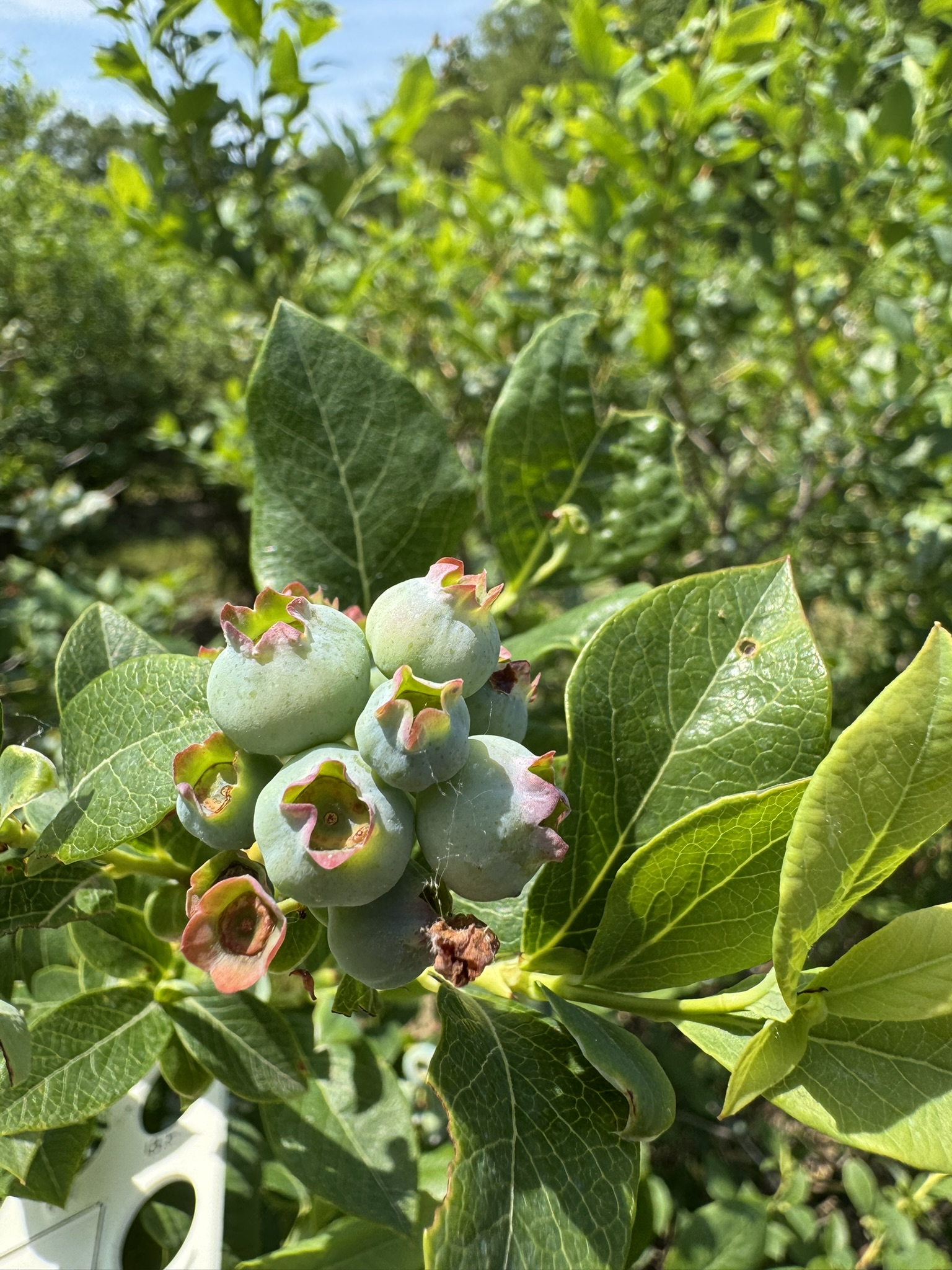 A cluster of green, unripe blueberries 